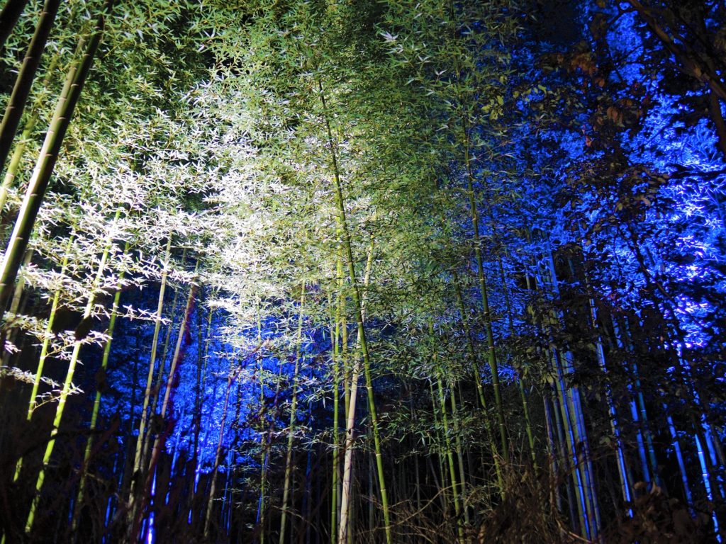 京都・嵐山花灯路・竹林