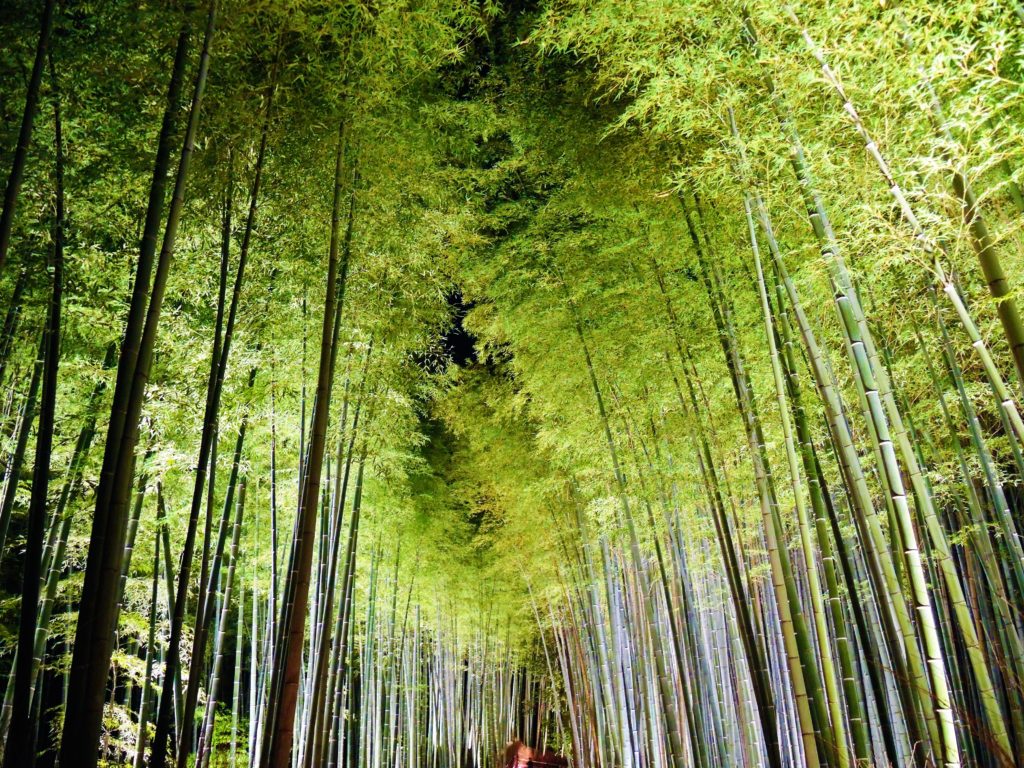 京都・嵐山花灯路・竹林の小径・ライトアップ