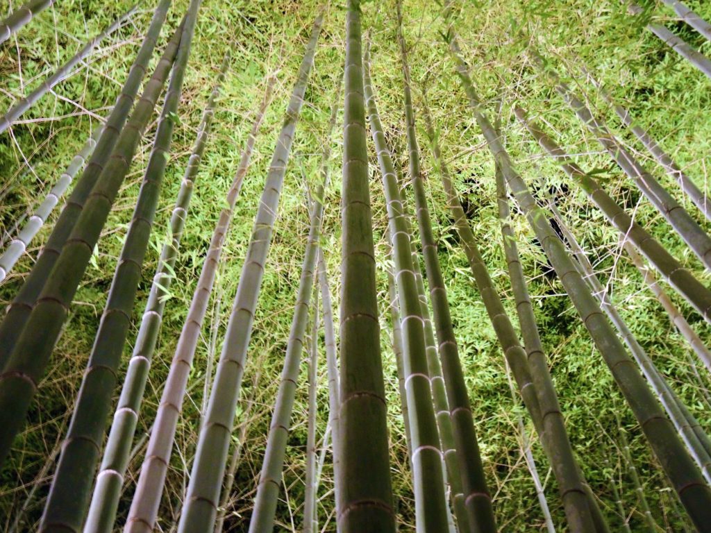 京都・嵐山花灯路・竹林の小径・ライトアップ