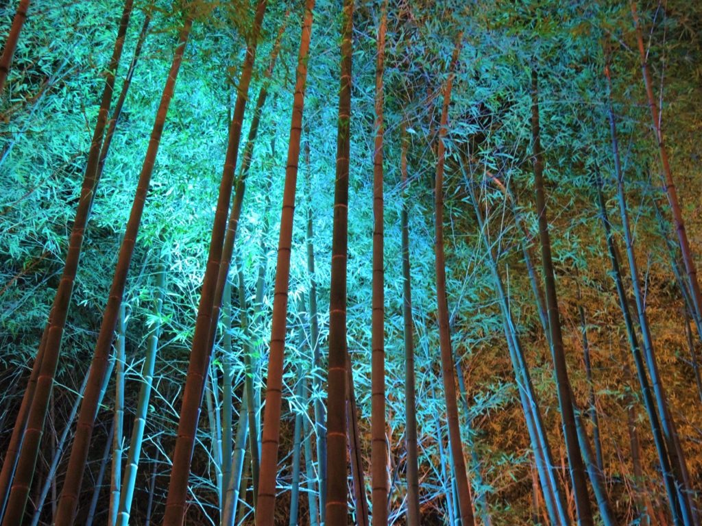京都・嵐山花灯路・竹林の小径・ライトアップ