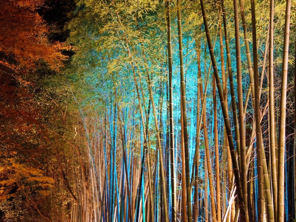 京都・嵐山花灯路・竹林の小径・ライトアップ