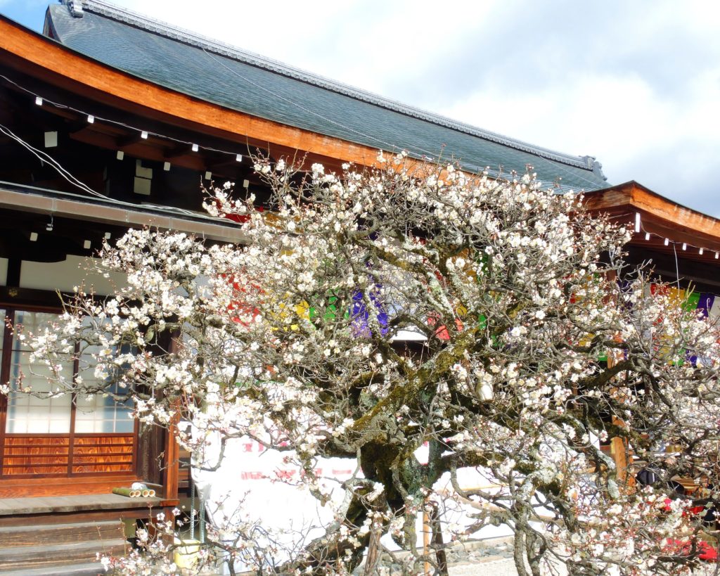 京都「聖護院」白梅