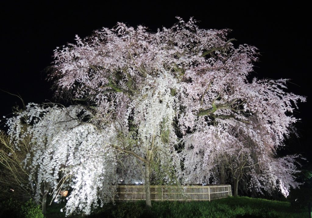 京都「祇園の夜桜」