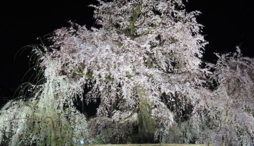 🌸2024 京都「祇園の夜桜」しだれ桜（見頃）ライトアップ　日程　円山公園