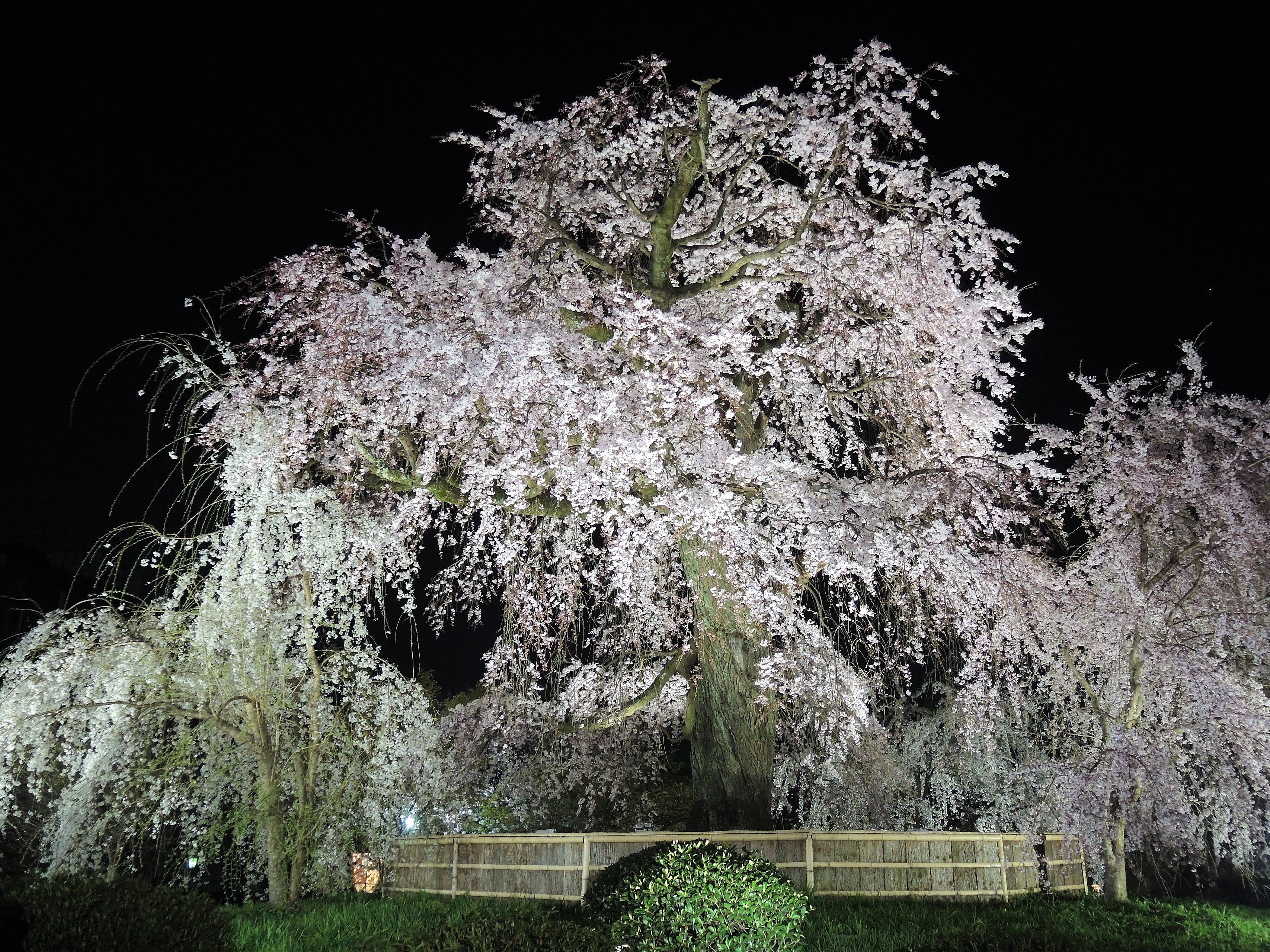 🌸2026 京都「祇園の夜桜」しだれ桜（見頃）ライトアップ 日程 円山