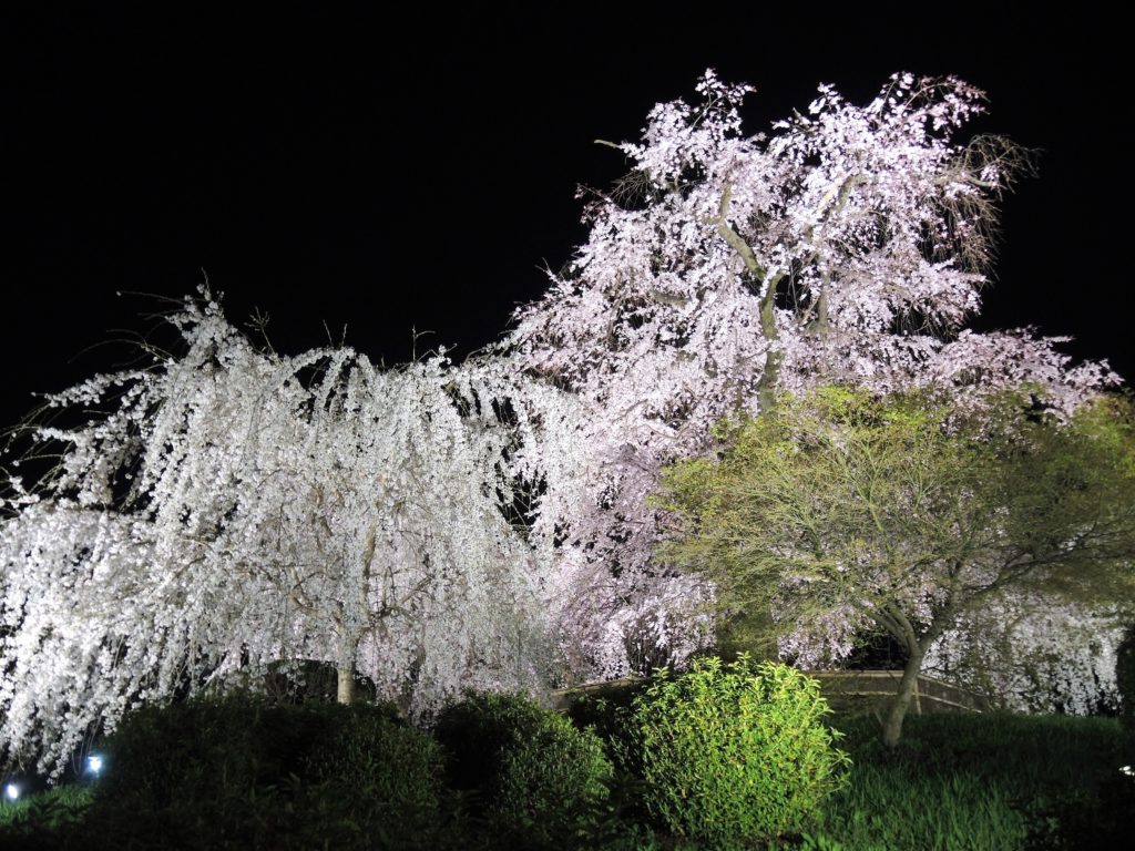 京都「祇園の夜桜」