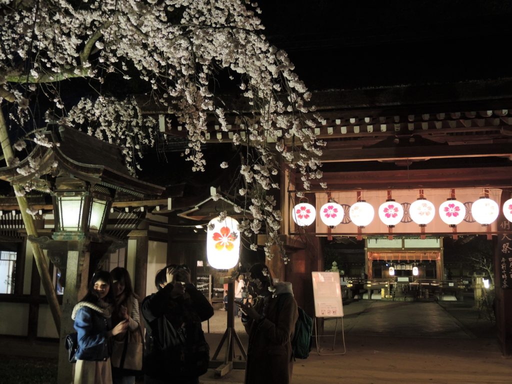 京都「平野神社」桜ライトアップ