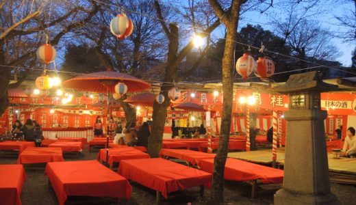 🌸 京都「平野神社」夜桜見物・露店とありし日の花見茶屋「桜茶屋」