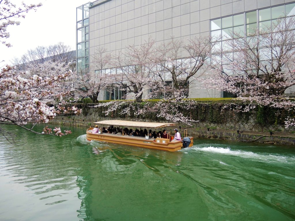 京都・岡崎疎水「桜回廊」十石舟