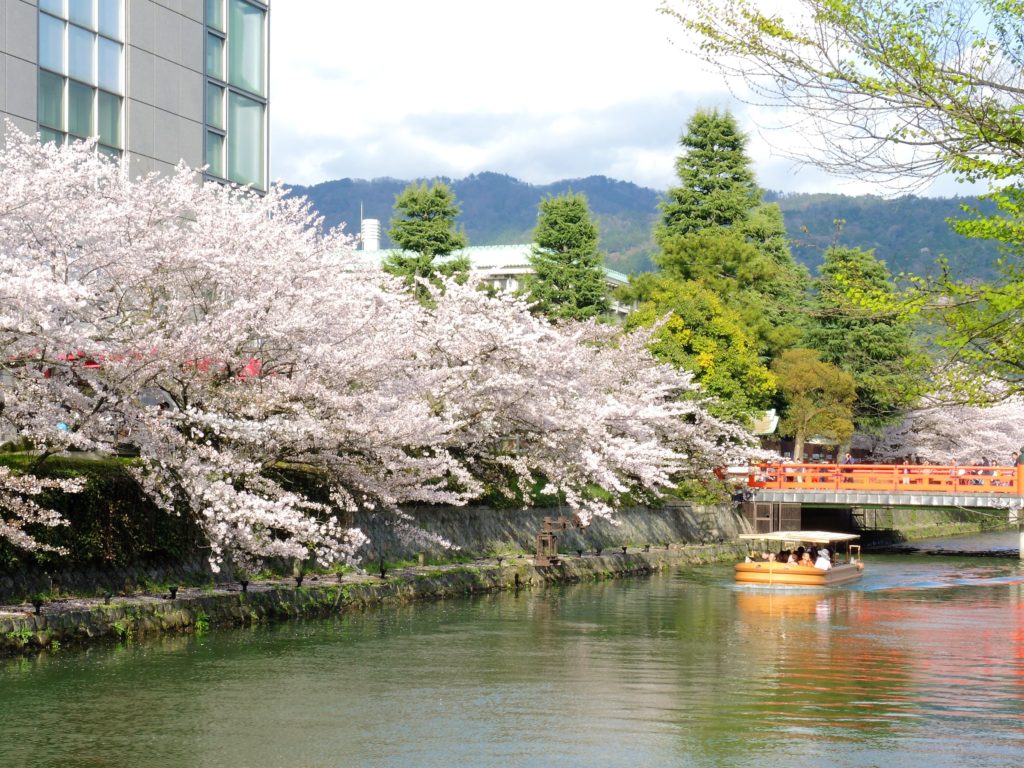京都「桜廻廊」十石舟めぐり