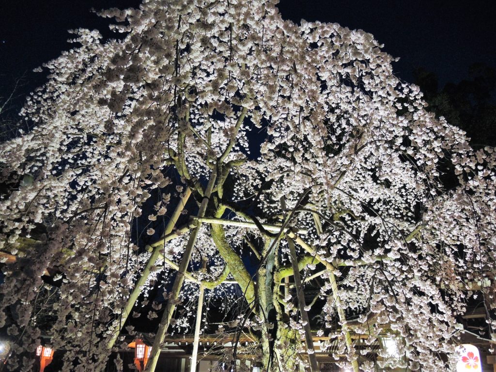京都「平野神社」しだれ桜・魁・ライトアップ