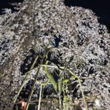 京都「平野神社」しだれ桜・魁・ライトアップ