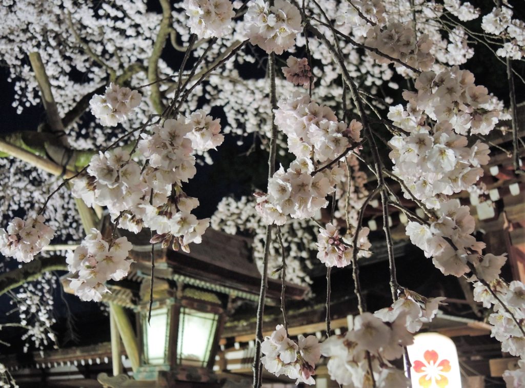 京都「平野神社」しだれ桜・ライトアップ