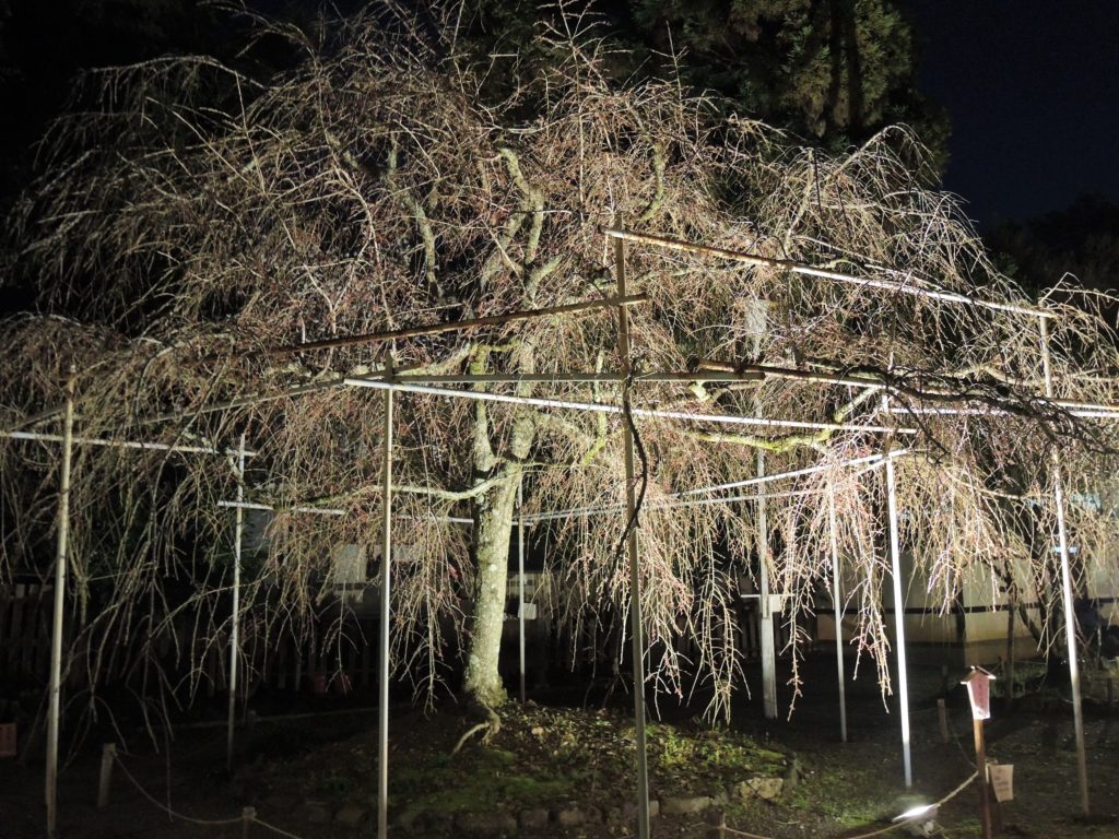 京都「平野神社」桜ライトアップ