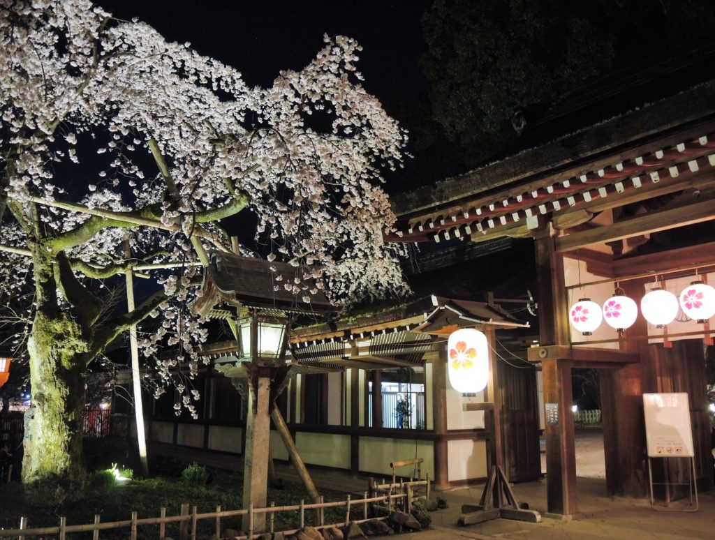 京都「平野神社」枝垂れ・夜桜