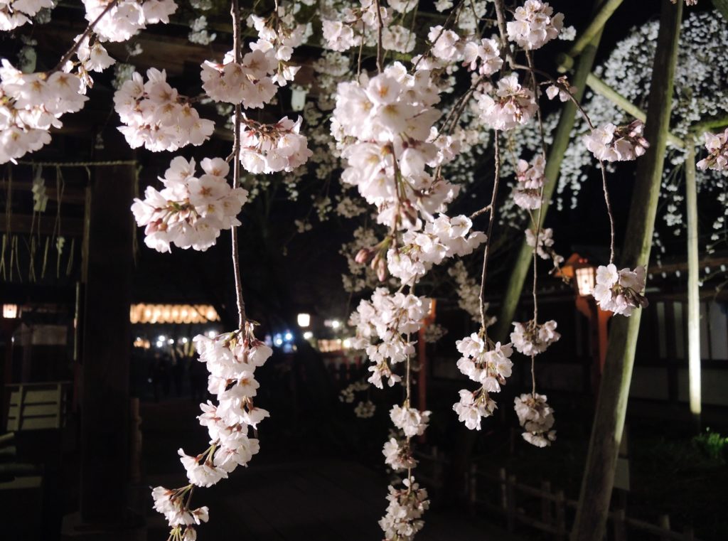 京都「平野神社」しだれ夜桜・ライトアップ