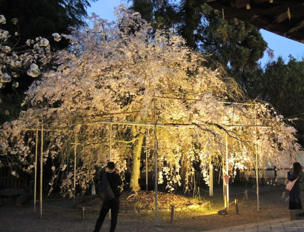 京都「平野神社」しだれ桜・ライトアップ