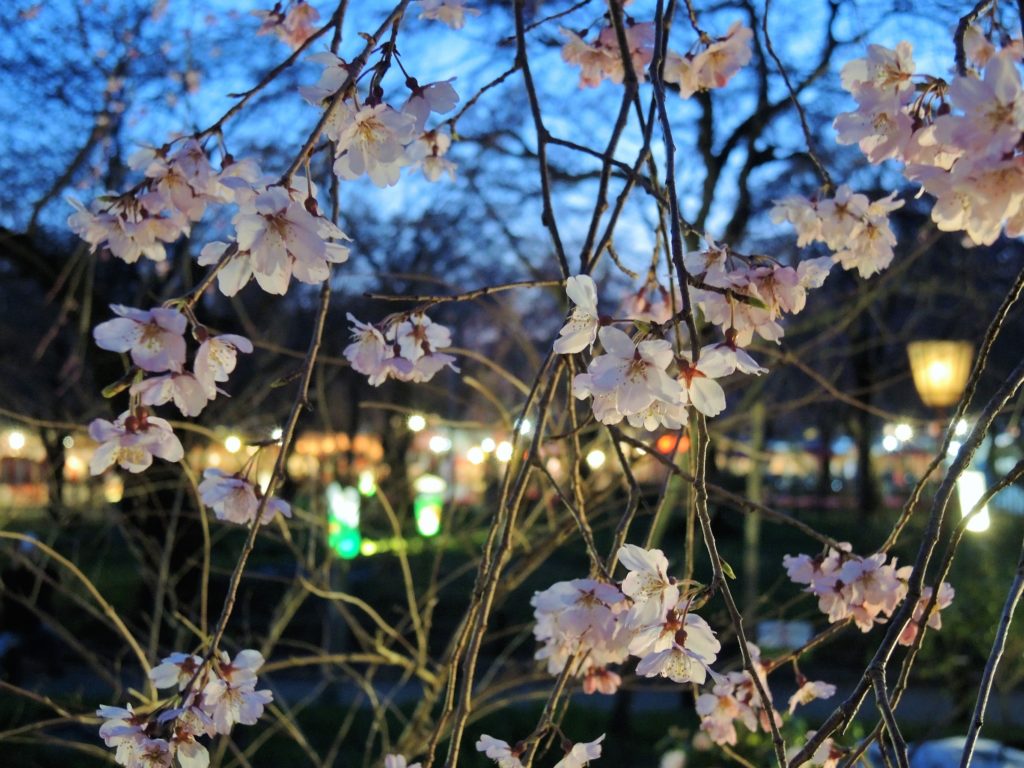 京都「平野神社」桜苑・ライトアップ