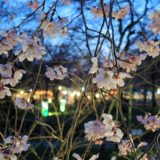 京都「平野神社」桜苑・ライトアップ