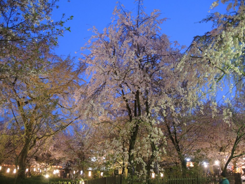 京都「平野神社」桜苑・ライトアップ