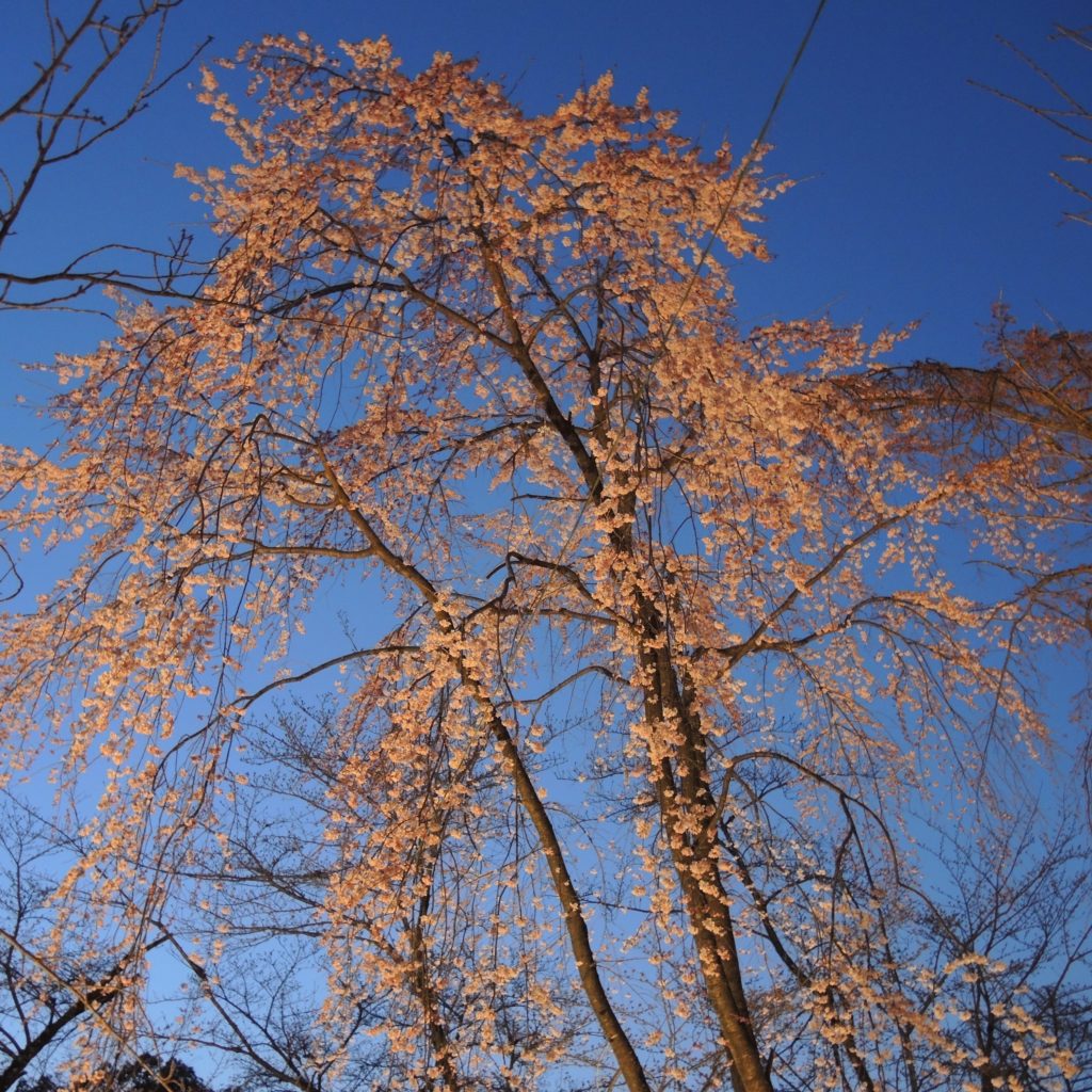 京都「平野神社」桜苑・ライトアップ