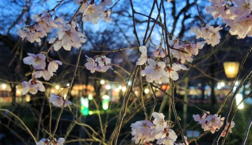 京都「平野神社」桜苑・ライトアップ