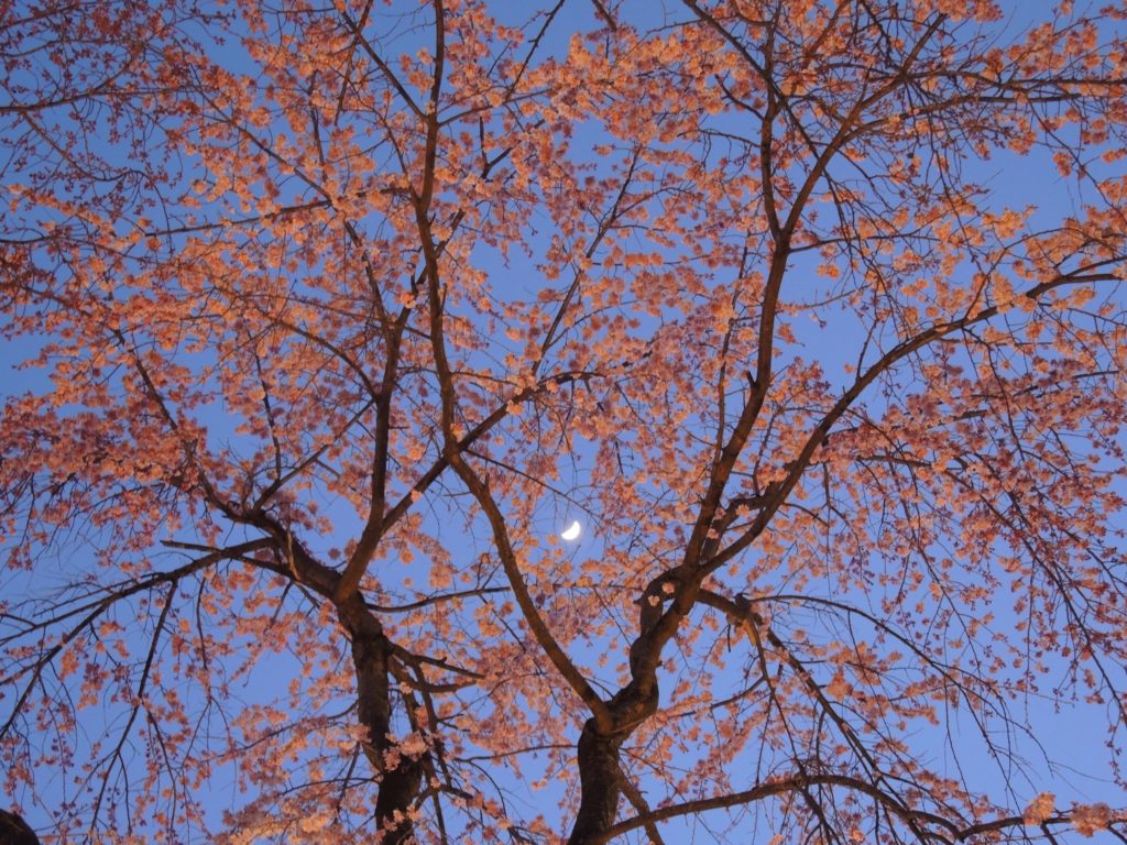 京都「平野神社」桜苑・ライトアップ