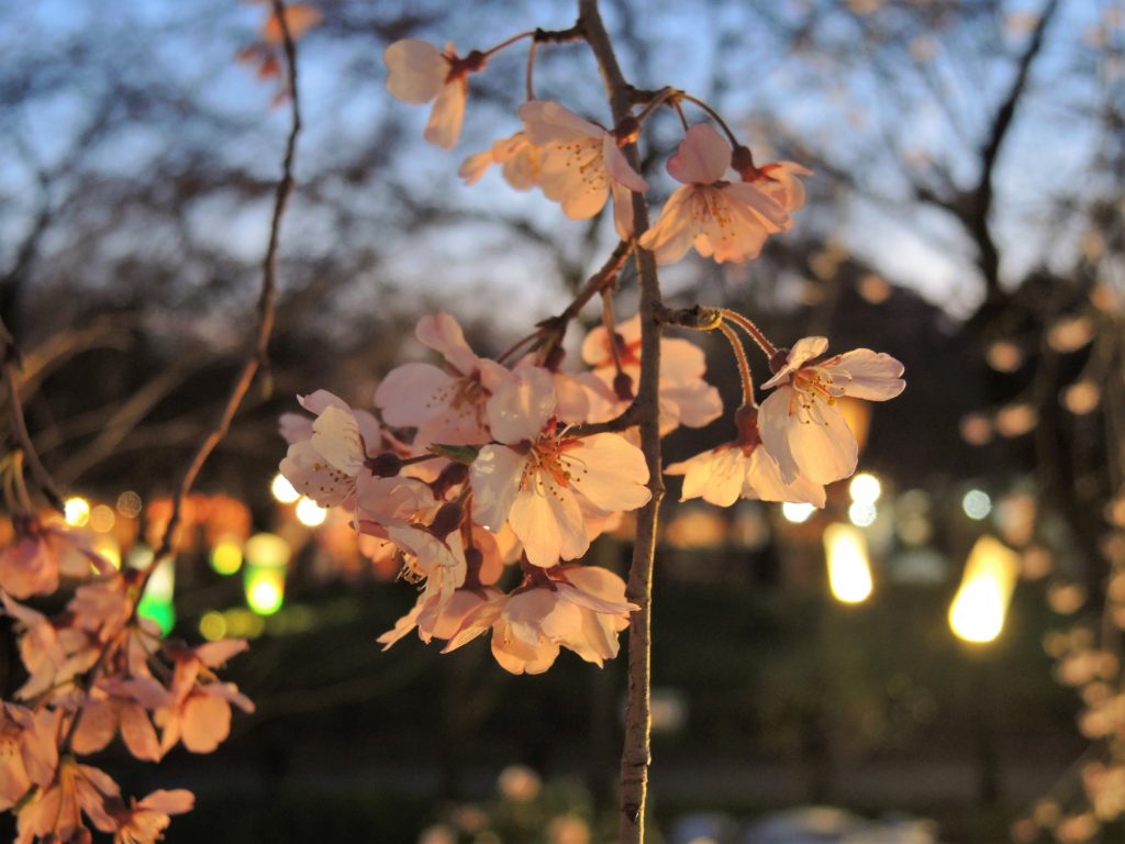 京都「平野神社」桜苑・ライトアップ