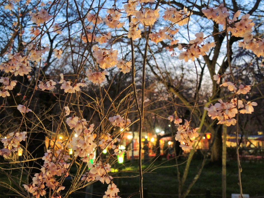 京都「平野神社」桜苑・ライトアップ