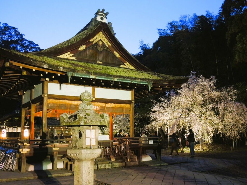 京都「平野神社」桜ライトアップ