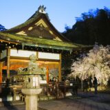 京都「平野神社」桜ライトアップ