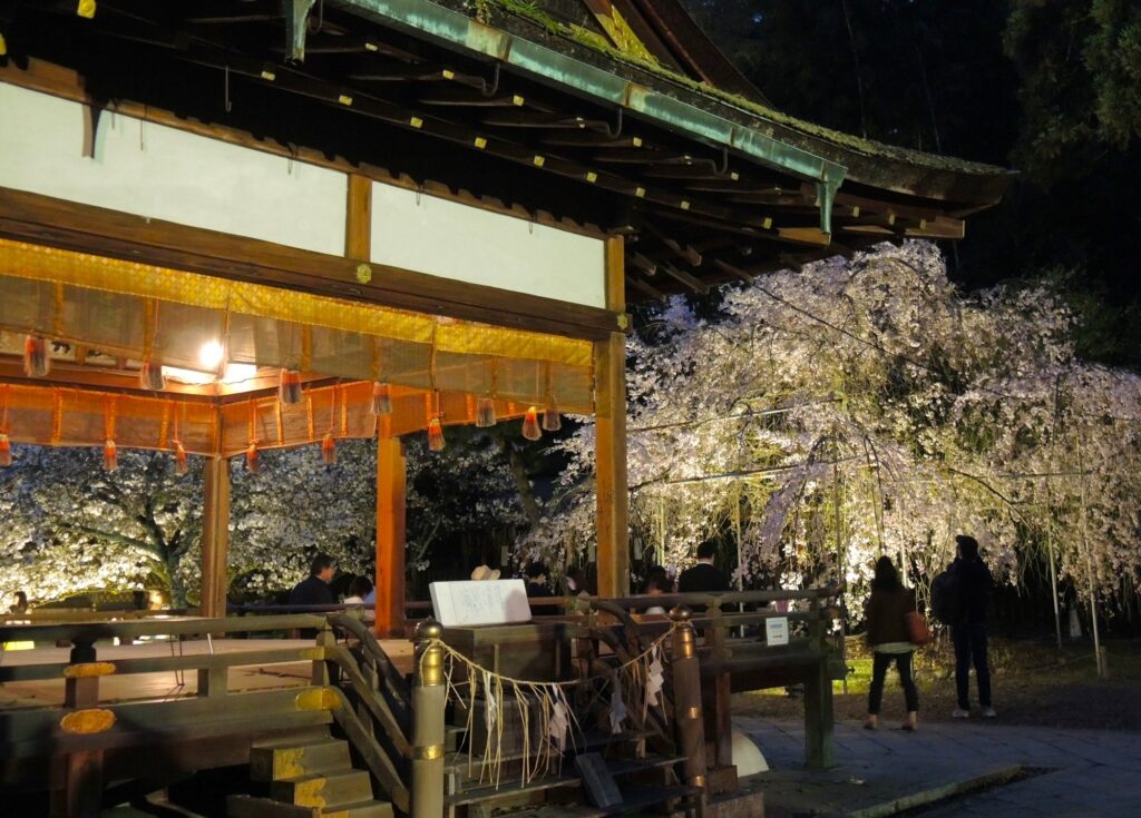 京都「平野神社」桜ライトアップ