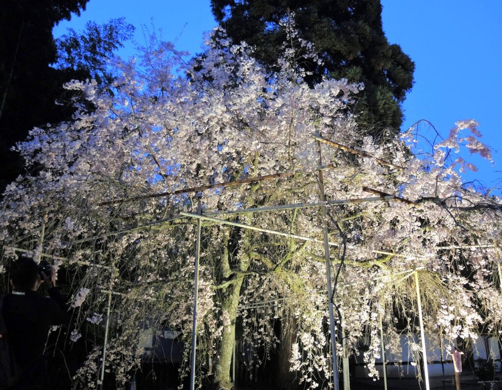 京都「平野神社」桜ライトアップ