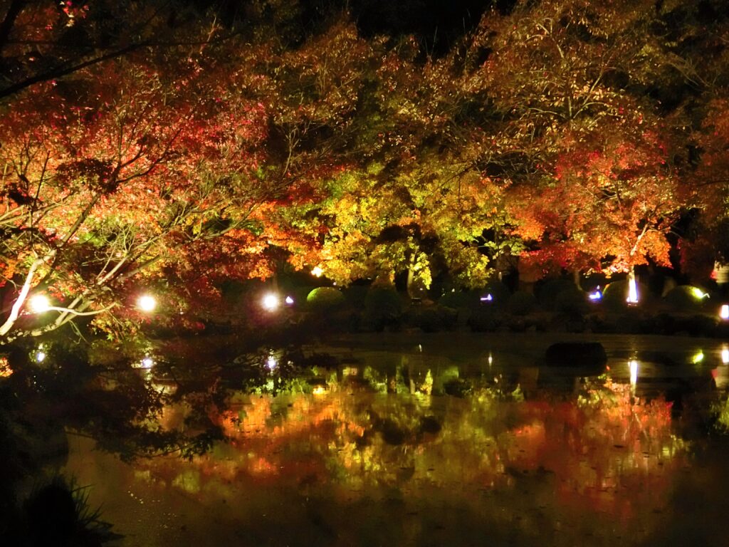 京都「東寺」紅葉ライトアップ