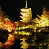 京都・世界遺産「東寺」五重塔と紅葉ライトアップ