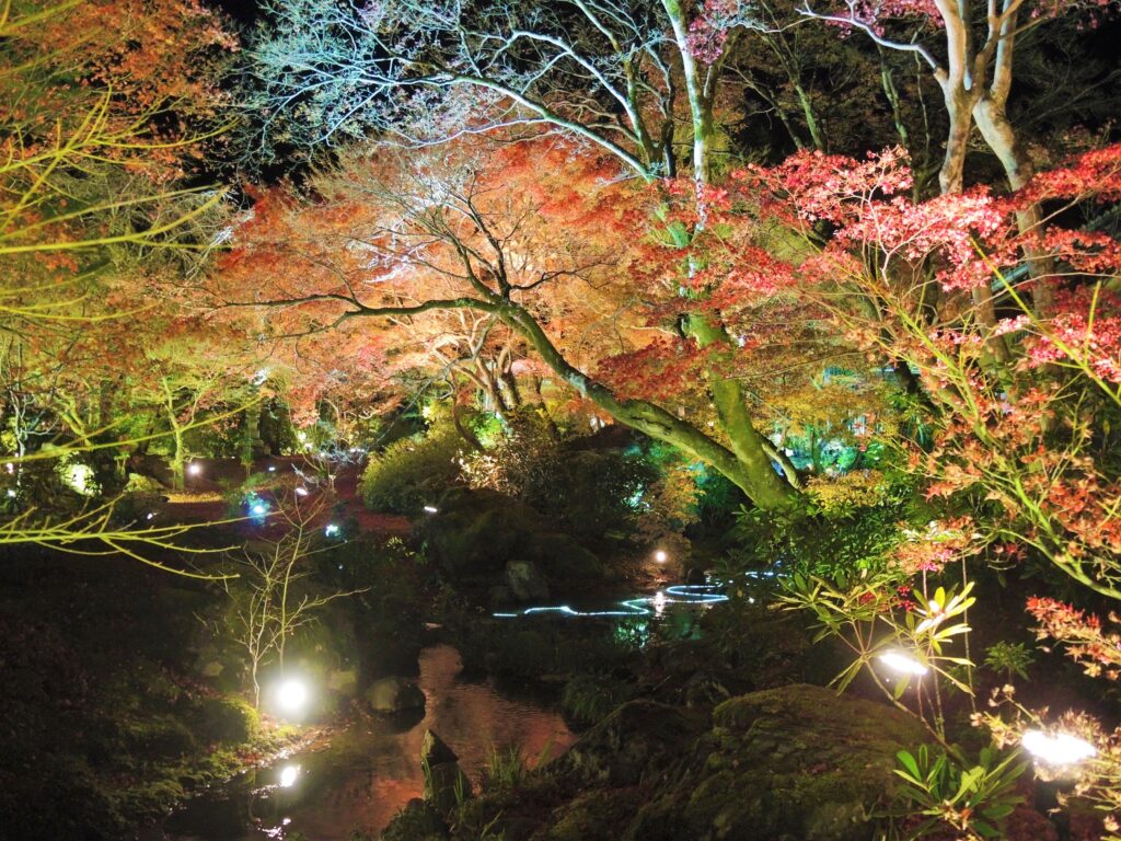 京都・天龍寺塔頭「宝厳院」秋のライトアップ