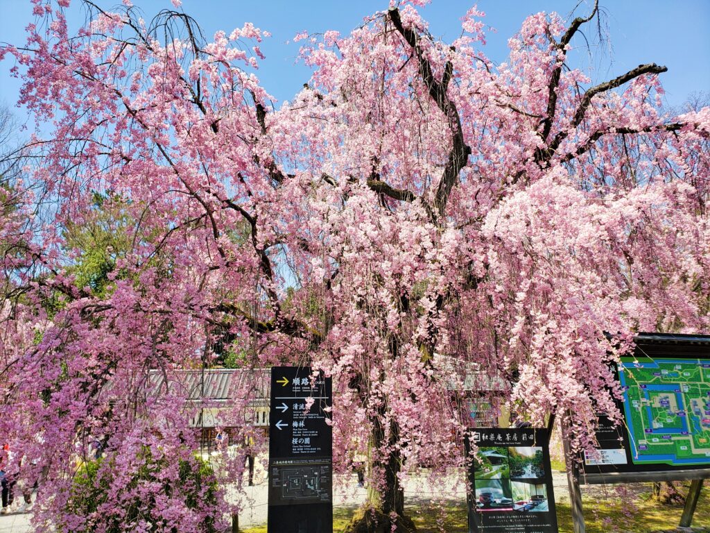 京都・世界遺産「二条城」しだれ桜