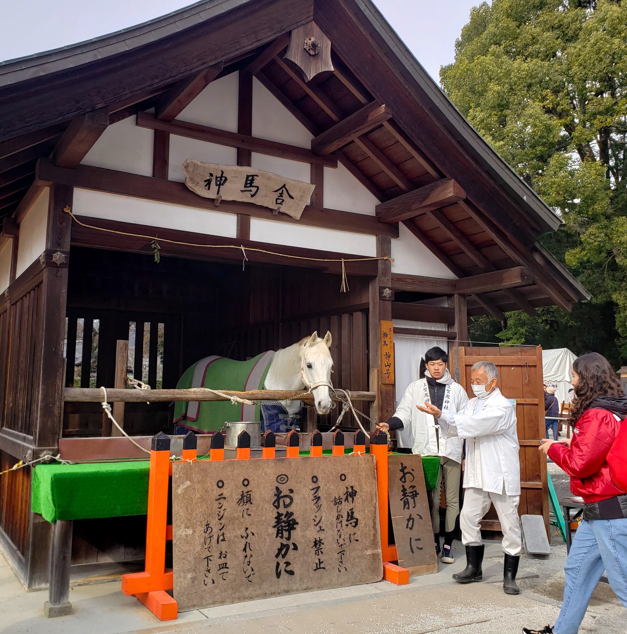 🐎 京都・世界遺産「上賀茂神社」初詣・白馬の神馬（しんめ）神山号