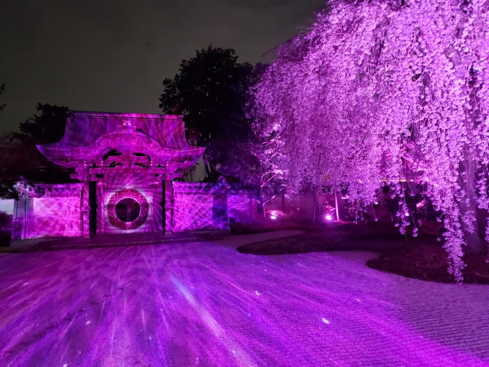京都「高台寺」春のプロジェクションマッピング