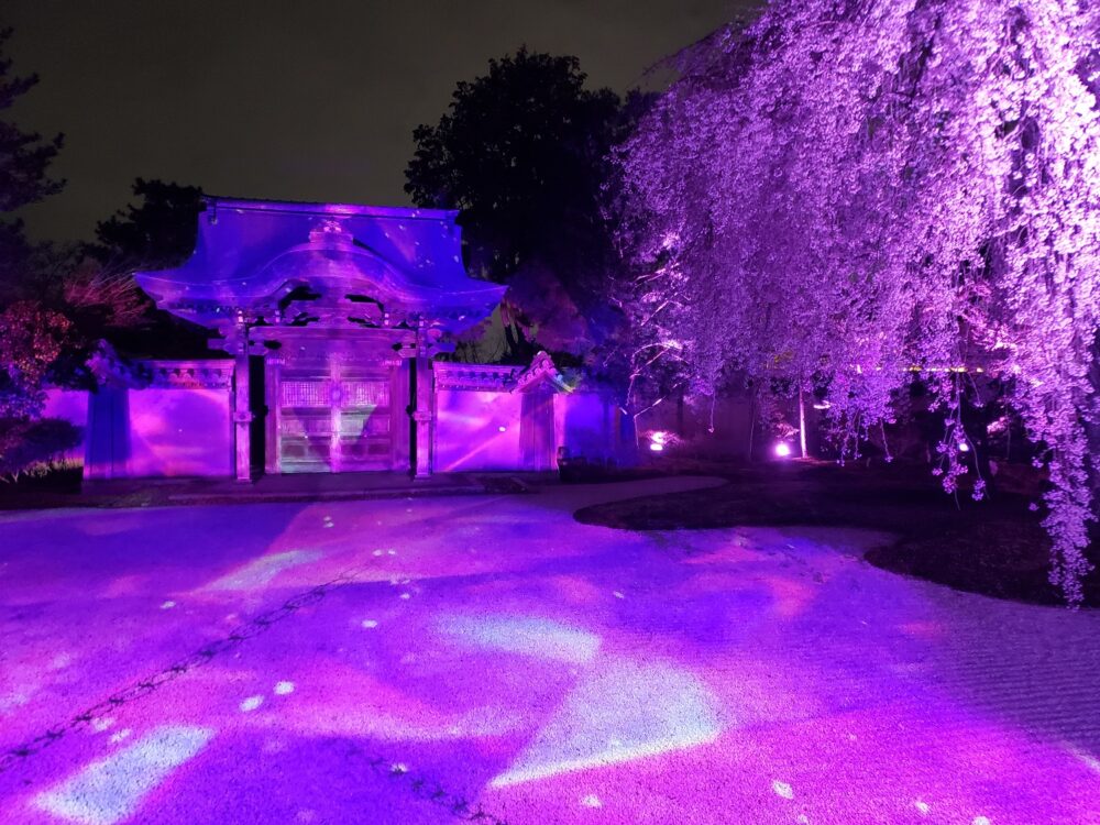 京都「高台寺」春のプロジェクションマッピング