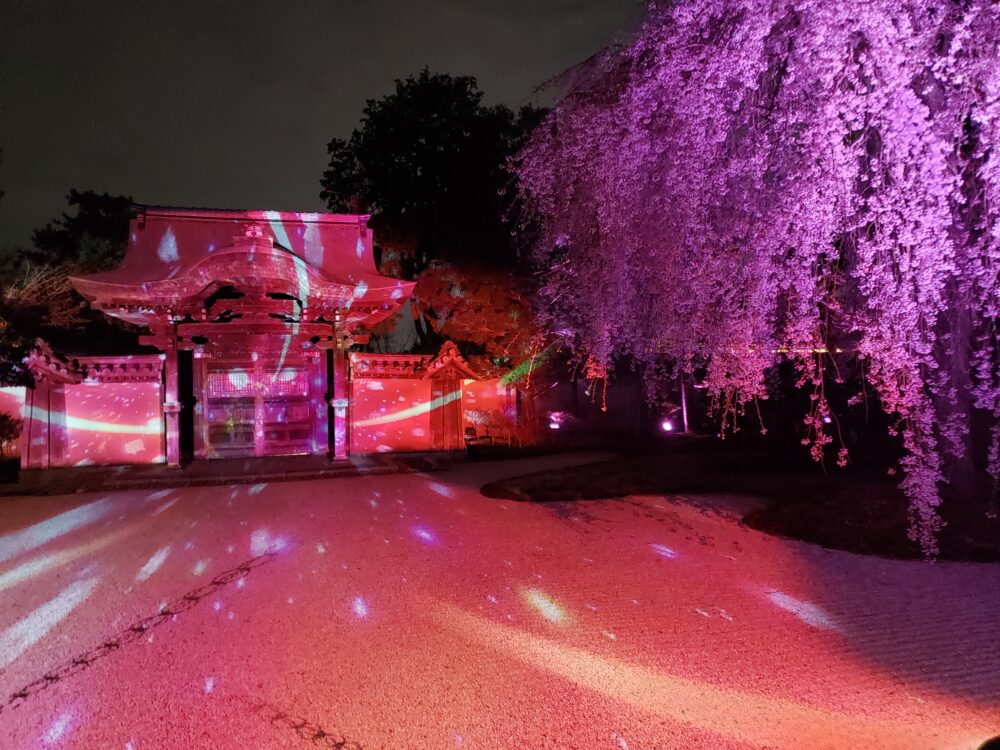 京都「高台寺」春のプロジェクションマッピング