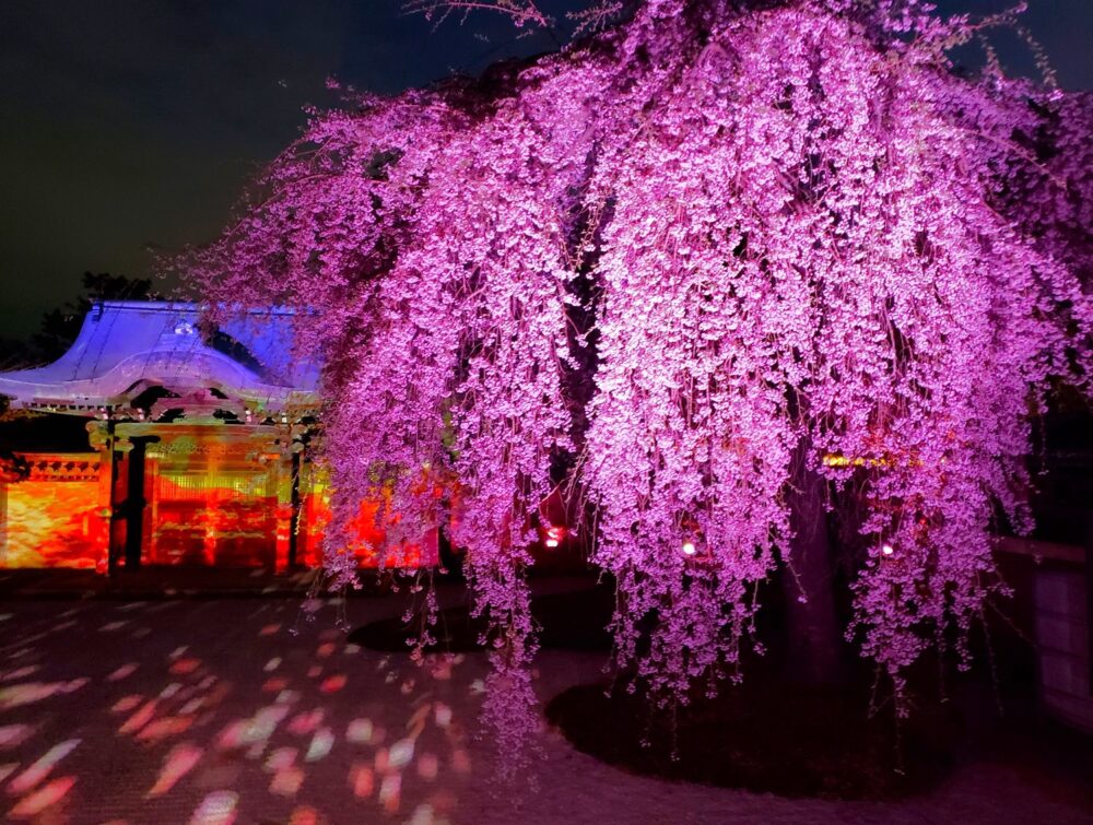 京都「高台寺」桜ライトアップ