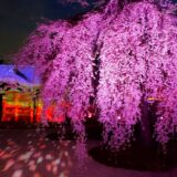 京都「高台寺」桜ライトアップ
