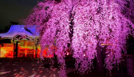 🌸2024 京都・秀吉とねねの寺「高台寺」庭園・桜ライトアップ・プロジェクションマッピング 日程