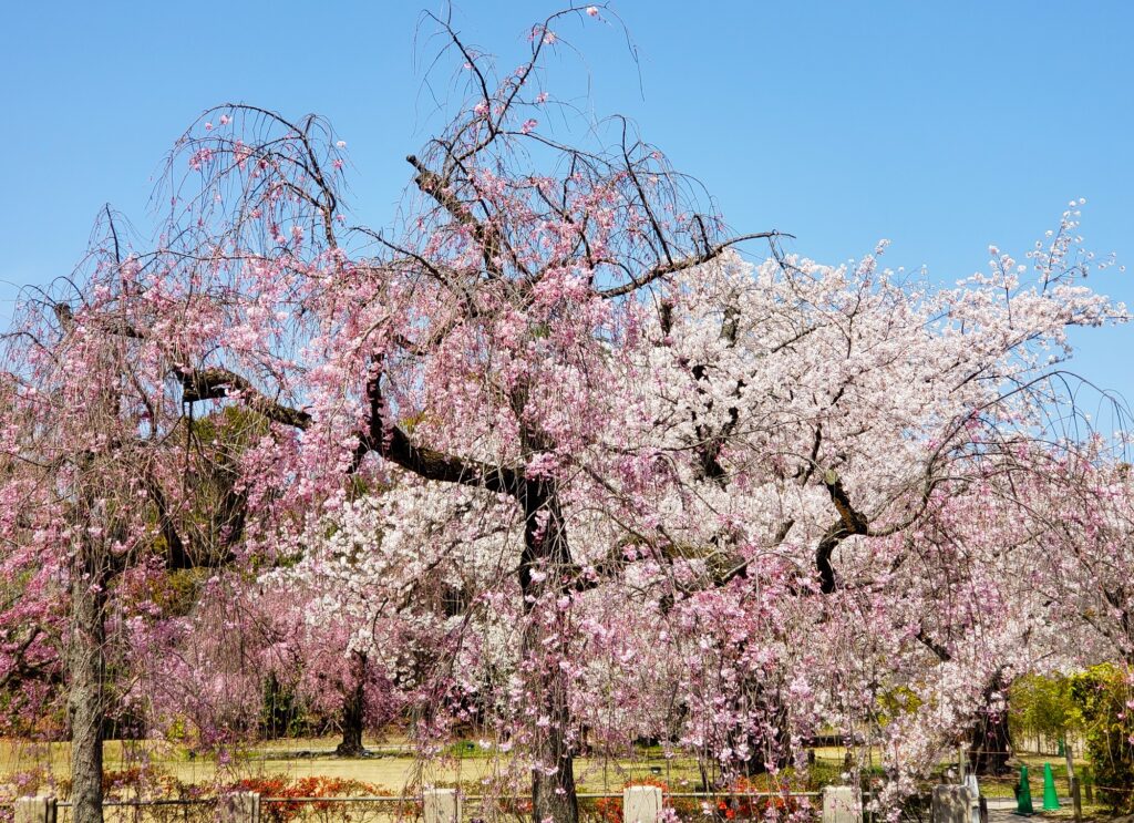京都「二条城」しだれ桜