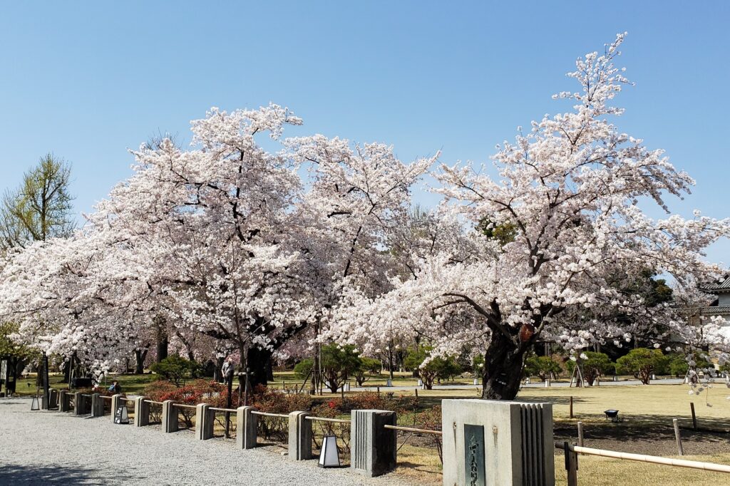 世界遺産「二条城」桜