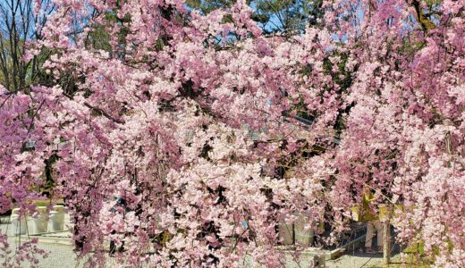 🌸 2024 京都・桜の名所・世界遺産「元離宮 二条城」桜まつり