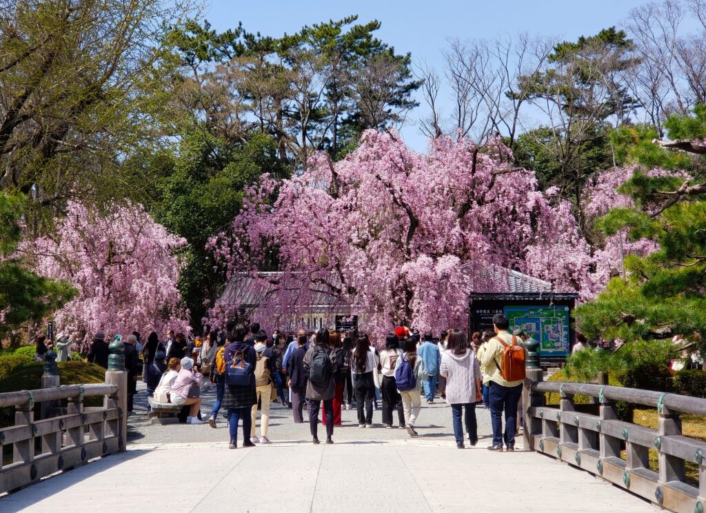 京都「二条城」枝垂桜