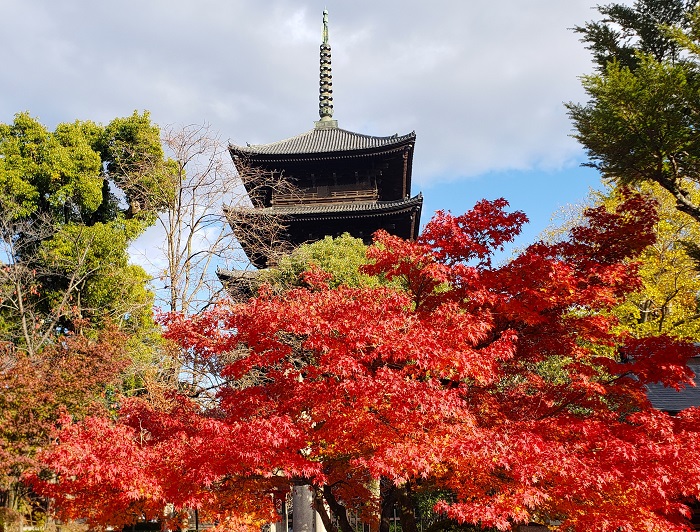 京都「東寺」五重塔と紅葉