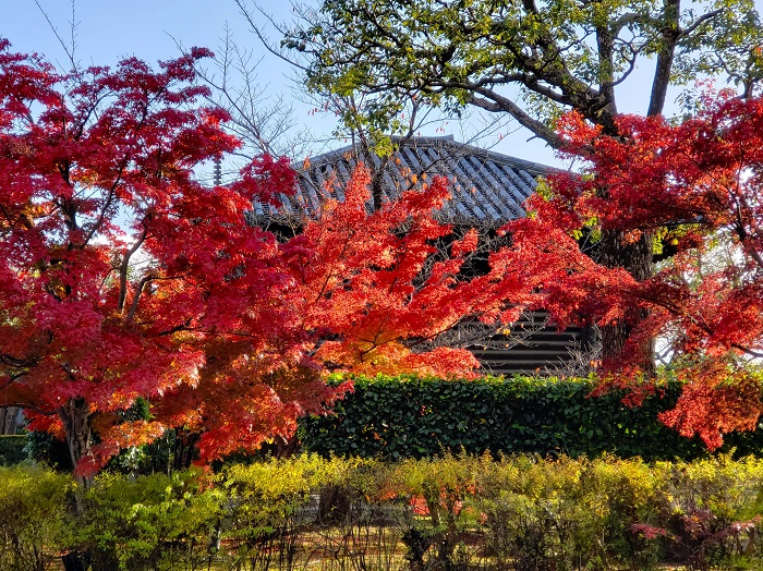京都「東寺」紅葉